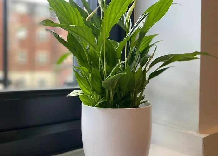 Appartement Luxury Apartment, Free Parking & Free Gym