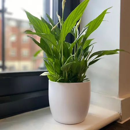 Daire Luxury Apartment, Free Parking & Free Gym